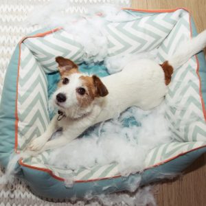 un chien dans son panier