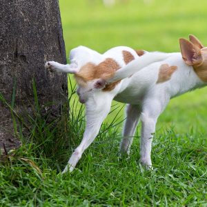 chien qui fait pipi contre un arbre