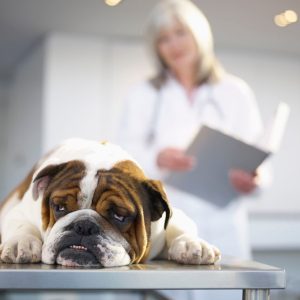 Un chien sur la table d'examen d'un vétérinaire