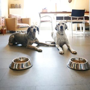 deux chiens face à leur gamelle de croquettes