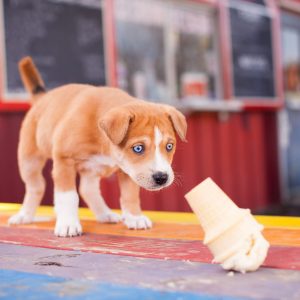un chien devant un cornet de glace
