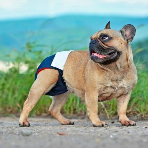 un chien avec une couche