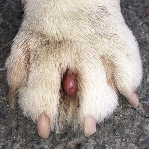 un kyste entre les orteils d'un chien