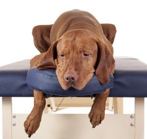un chien sur une table de massage