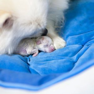 mise-bas chienne