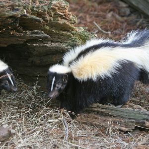 mouffettes