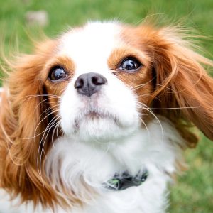 chien avec de grandes moustaches
