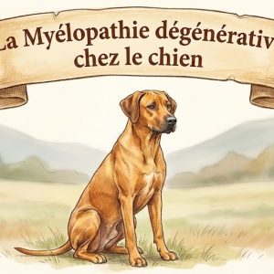 La myélopathie dégénérative chez le chien