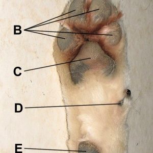 la patte d'un chien en détails