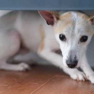 un chien stressé