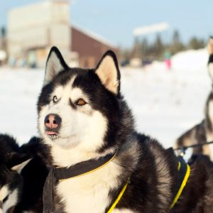 un chien atteint par le syndrome de la truffe des neiges