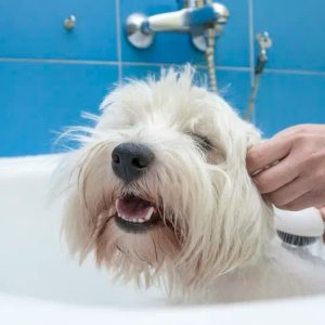 un chien qui se fait laver