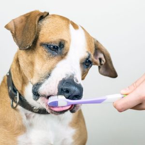 un chien qui se fait brosser les dents