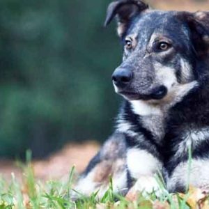 un chien couché dans l'herbe