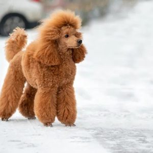 un caniche toiletté