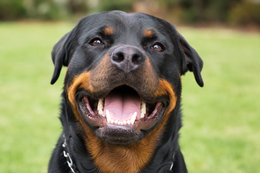 un chien avec de très belles dents