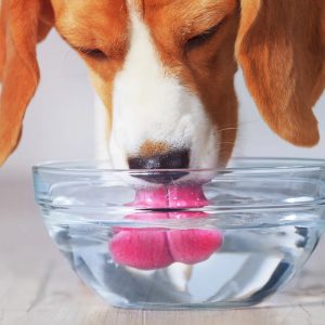 un chien qui boit