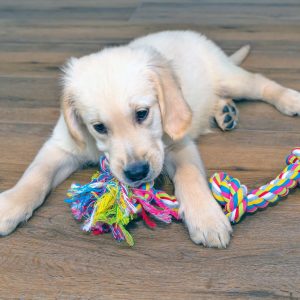un chiot qui joue avec une corde