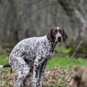 un chien qui a la diarrhée