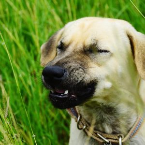 un chien qui éternue