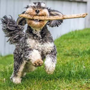 un chien qui joue avec un baton