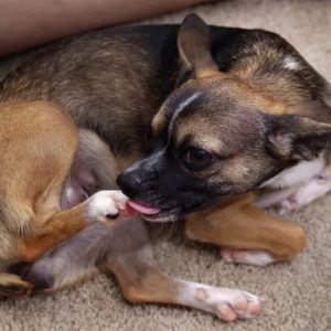 un chien qui se lèche une patte