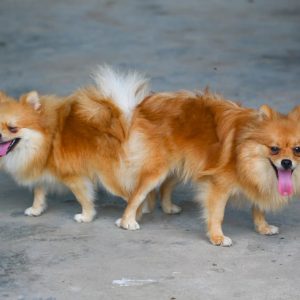 deux chiens collés après l'accouplement
