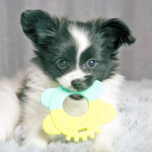 chiot qui fait ses dents
