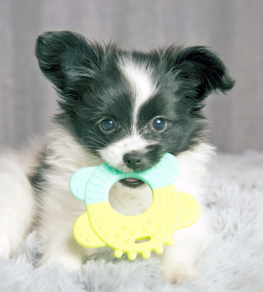 chiot qui fait ses dents