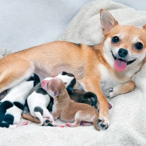 des chiots qui tètent leur mère