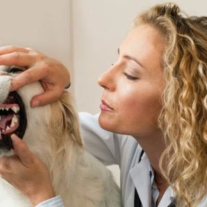 contrôle des gencives d'un chien