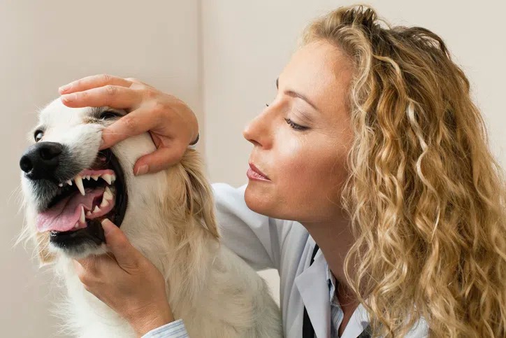 contrôle des gencives d'un chien