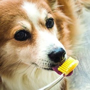 un chien qui lèche une brosse à dents