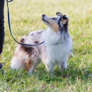 un chien en laisse