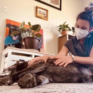 un chien constipé qui se fait masser