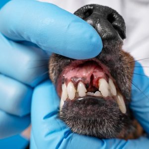 un chien qui a perdu une dent