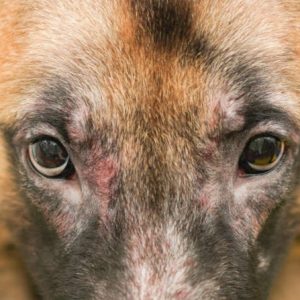 un chien qui perd ses poils autour des yeux