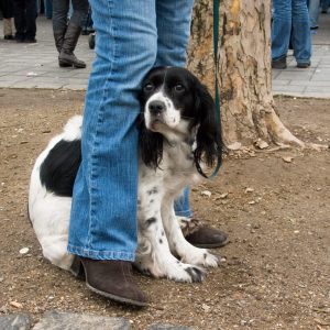 un chien qui a peur
