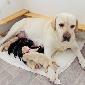 une portée de chiots et la mère