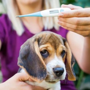 prendre la température à son chien