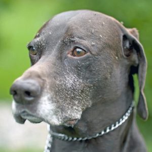 une tête de chien