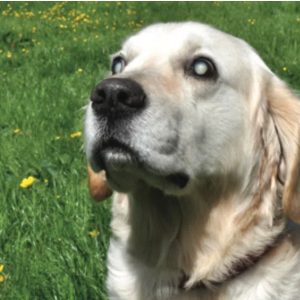 un chien aveugle