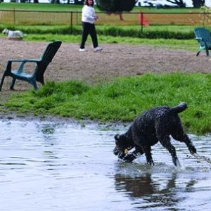 un chien qui boit de l'eau potentiellement contaminée