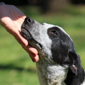 une caresse sous le menton d'un chien