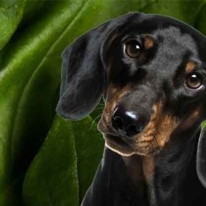 chien épinard