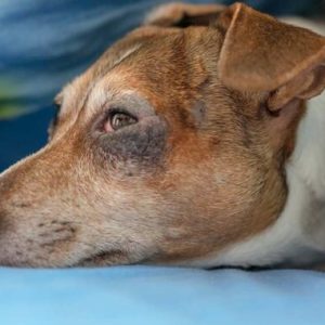 un chien avec une allergie
