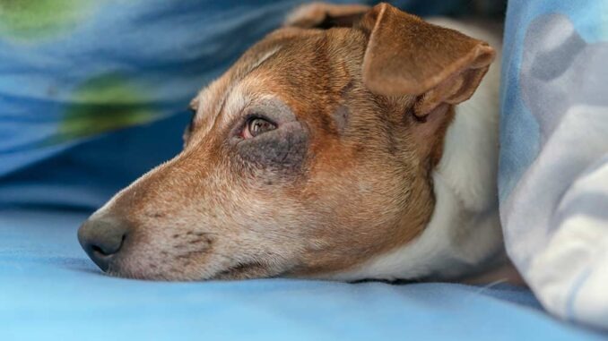 un chien avec une allergie