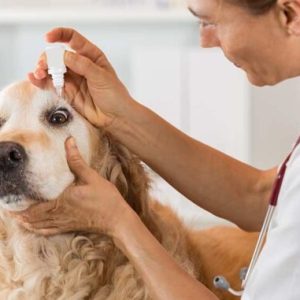 un chien qui se fait administrer des gouttes oculaires par un vétérinaire