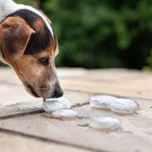un chien qui lèche un glaçon