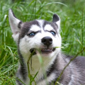 un chien qui mange de l'herbe